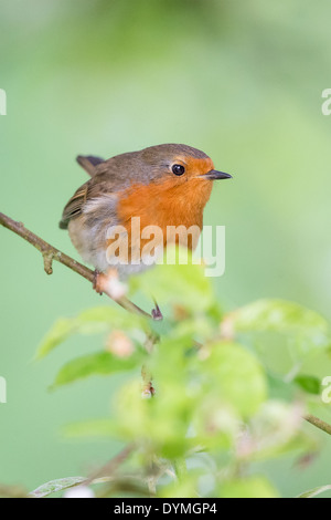 Rotkehlchen (Erithacus Rubecula) in einem Baum Holzapfel (Malus) Stockfoto