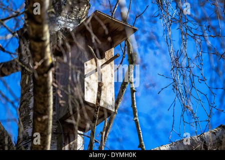 Hölzerne Starling Haus auf einer Birke Stockfoto