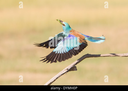 Blauracke (Coracias Garrulus) im Flug hält ein nicht identifizierter Grasshopper (Caelifera) Stockfoto