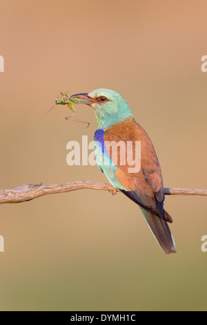 Blauracke (Coracias Garrulus) hält eine nicht identifizierte Grasshopper (Caelifera) Stockfoto