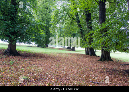 Eine herbstliche Allee in Burghley House Parklandschaft. Stockfoto