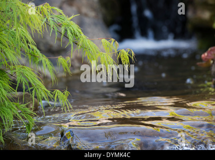 Acer Palmatum Dissectum "Grüne Nebel". Glatte japanischer Ahornbaum Blätter überhängenden einen Wasserfall im RHS Wisley Gardens. UK Stockfoto