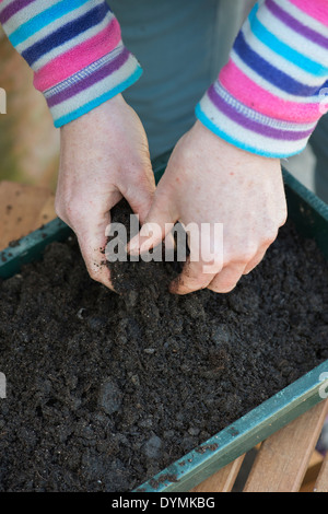 Gärtner aufbrechen Kompost in einem Anzuchtkasten vorbereiten, Samen zu Pflanzen Stockfoto