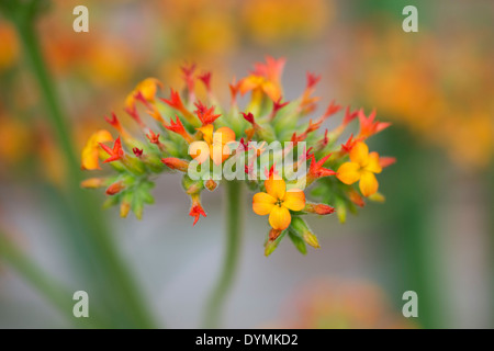 Kalanchoe Lateritia Blumen Stockfoto