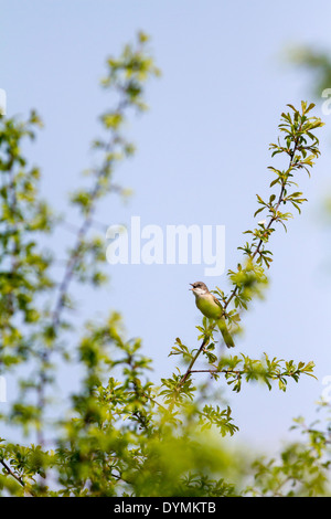 Gemeinsamen Whitethroat singt im Baum Stockfoto