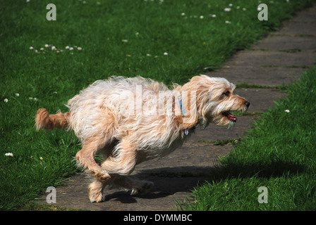 Charlie. Cavapoo Welpen nach 6 Monaten Stockfoto