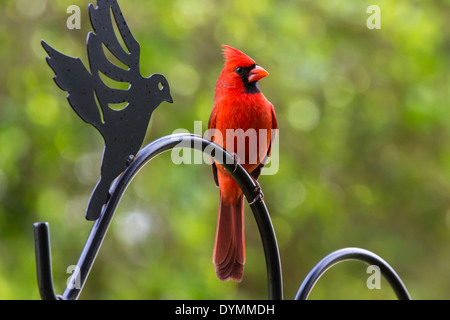 Leuchtend rote männliche nördlichen Kardinal Cardinalis Cardinalis in Südwest Florida Stockfoto