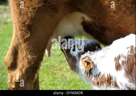 Ein Kalb von seiner Mutter füttern. Weißen Pfosten Bauernhof Nottinghamshire England UK Stockfoto