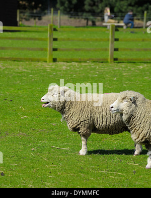 Schafe blöken in einem Feld England UK Stockfoto