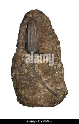 Fossile Crinoid Platycrinites Gigas Freisteller Stockfoto