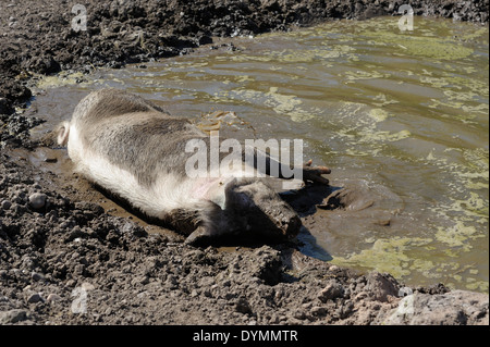 Ein rosa Schwein schwelgen in ein Schlammbad England UK Stockfoto