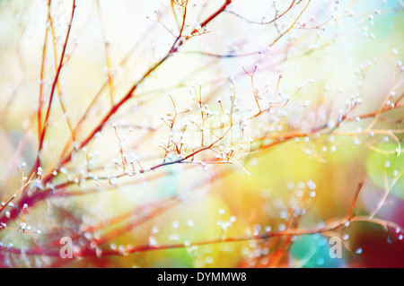 Angehende Blüten über Bloom mit einem leuchtenden Regenbogen-Bokeh-overlay Stockfoto