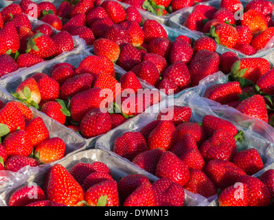 Reife rote Erdbeeren in Körben auf Bauernmarkt in Venice Florida Stockfoto