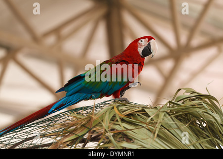bunt leuchtend rot-blau-grünen Papagei der ARA liegt am grünen Zweig einer Palme Stockfoto
