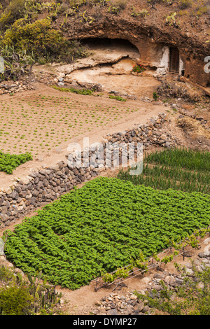 Eine kleine farm wachsenden Kartoffeln und Zwiebeln in der Region Las Vegas Abona in Teneriffa, Kanarische Inseln, Spanien. Stockfoto