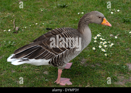 Ente ist eine aquatische Vogel zwei Beinen und Gefieder Stockfoto