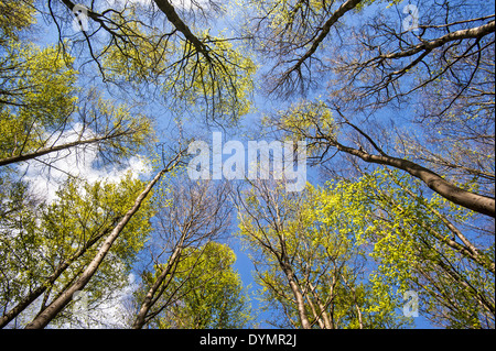 Wurm's – Blick auf Baumkronen Buche (Fagus Sylvatica) im Frühjahr Stockfoto