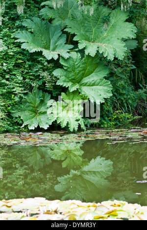 Eine große Gunnera Manicata Pflanze wächst in einem englischen Landhaus-Garten Stockfoto