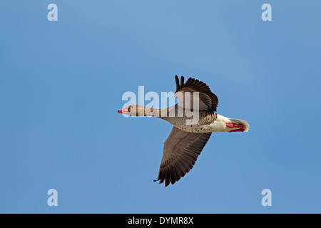 Graugans / Graylag Gans (Anser Anser) im Flug Stockfoto