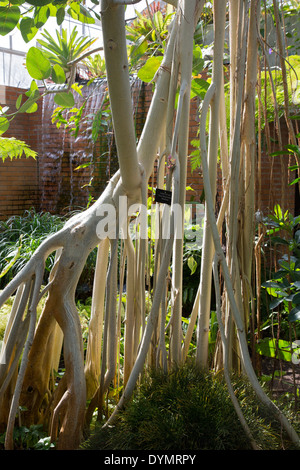 Eine indische Banyan-Baum (Ficus Feige) in das Tropenhaus an der University of Michigan Matthaei Botanical Gardens. Stockfoto