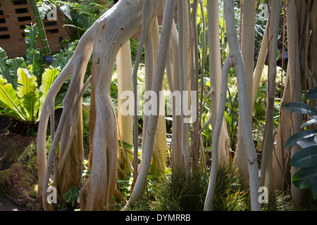 Eine indische Banyan-Baum (Ficus Feige) in das Tropenhaus an der University of Michigan Matthaei Botanical Gardens. Stockfoto