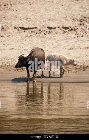 Vertikale Ansicht von einem weiblichen Wasserbüffel mit Kalb an den Ufern des Mekong-Flusses. Stockfoto