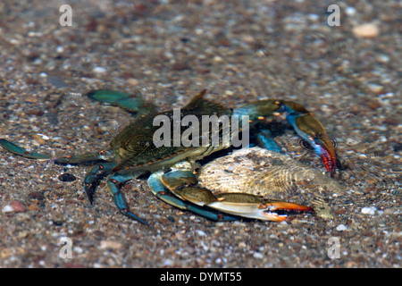 Eine blaue Krabbe, eine eingeführten oder fremden Arten im Mittelmeer aus Amerika, Manavgat, Türkei. Stockfoto