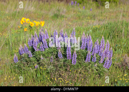 Laubbäume Lupinen Blumen blühen im Frühling entlang der Columbia River Gorge Scenic Area Stockfoto