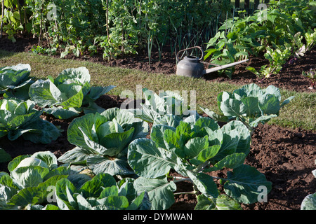 Kleiner Gemüsegarten - Gemüsegarten mit Kohl, der in Reihen mit Gießkanne wächst, und Erbsen mit Gemüsepflanzen, Sommer Herbst Großbritannien England Stockfoto