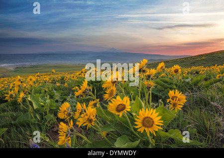 Arrowleaf Balsamwurzel Wildblumen blühen im Frühjahr im Columbia Hills State Park entlang der Columbia River Gorge mit Mt. Hood Blick Stockfoto