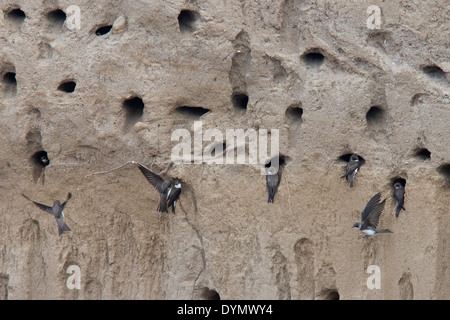 Sand Martins bei ihrer Nestholes in einem sandigen Felsen, Manavgat, Türkei. Stockfoto