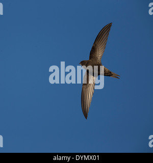 Mauersegler im Flug vor blauem Himmel, Marazion Marsh RSPB reserve, Cornwall, UK. Stockfoto