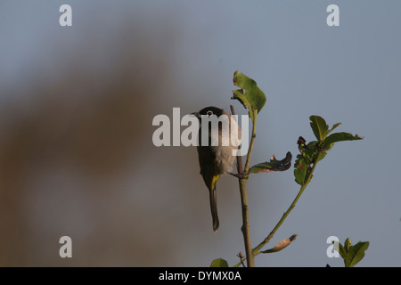 Ein Erwachsener weiß brillentragende Bulbul thront auf einem Busch, Side, Türkei. Stockfoto