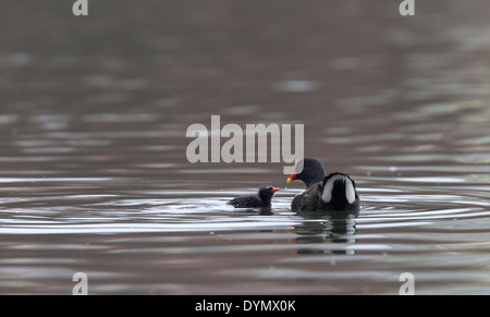 Ein Elternteil Teichhuhn, gemeinsame Gallinule Fütterung eine Küken, UK. Stockfoto