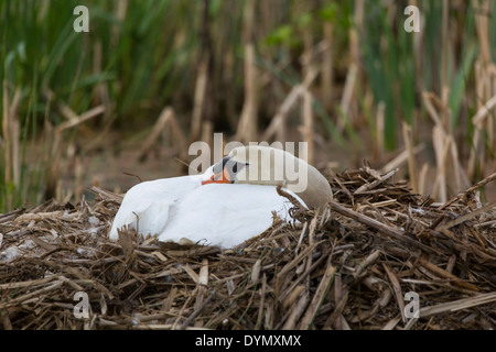 Die inkubation Schwan auf dem Nest bei 'de Peel" eine Landschaft in den Niederlanden Stockfoto