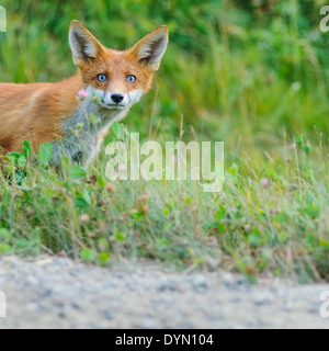 Rotfuchs Stockfoto