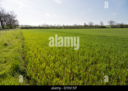 Junge Winterweizen in einem sonnigen April Northamptonshire Feld. Stockfoto