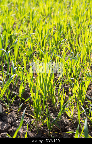 Junge Winterweizen in einem sonnigen April Northamptonshire Feld. Stockfoto