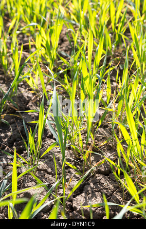 Junge Winterweizen in einem sonnigen April Northamptonshire Feld. Stockfoto