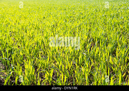 Junge Winterweizen in einem sonnigen April Northamptonshire Feld. Stockfoto