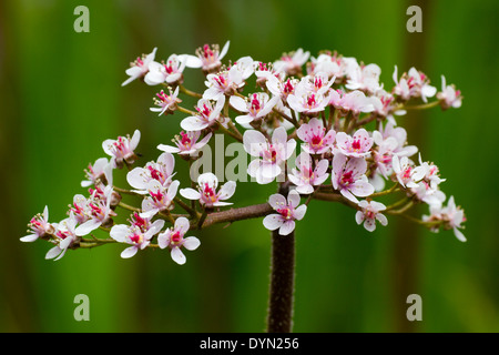 Vor dem Laub tauchen Frühlingsblumen der großen blättrigen Wasserpflanze Darmera peltata auf Stockfoto