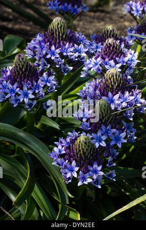 Blaue Blüten öffnen sich in konischen Köpfen der riesigen Blaustern, Scilla peruviana Stockfoto