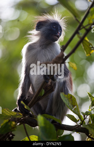 Roten Colobus-Affen in Sansibar Stockfoto