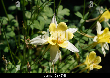 Gelbe Columbine Blume in voller Blüte Stockfoto