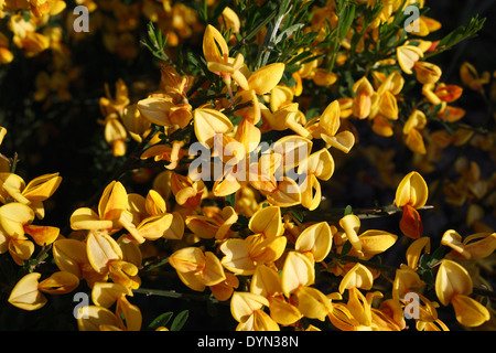 Besen-Blumen in voller Blüte Stockfoto