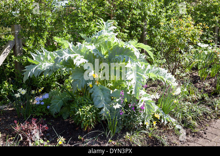 Karde, Cynara Cardunculus in einer sonnigen April-Grenze in Cambridge, England, UK Stockfoto