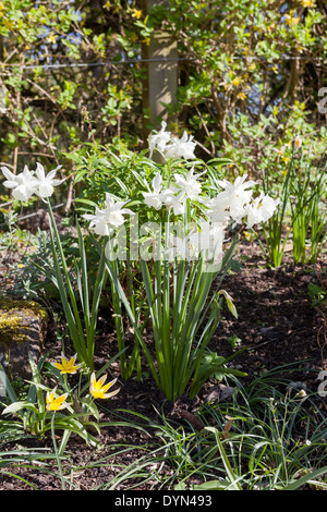 Narzisse Thalia, pflanzte eine reine Weiße Narzisse, unter von Tulipa Dasystemon Tarda wächst in einer Grenze in Cambridge, England, UK Stockfoto