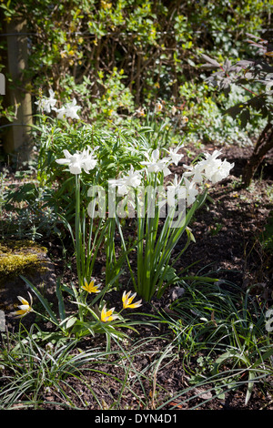 Narzisse Thalia, pflanzte eine reine Weiße Narzisse, unter von Tulipa Dasystemon Tarda wächst in einer Grenze in Cambridge, England, UK Stockfoto