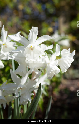 Narzisse Thalia, eine reine Weiße Narzisse wächst in eine Grenze in Cambridge, England, UK Stockfoto