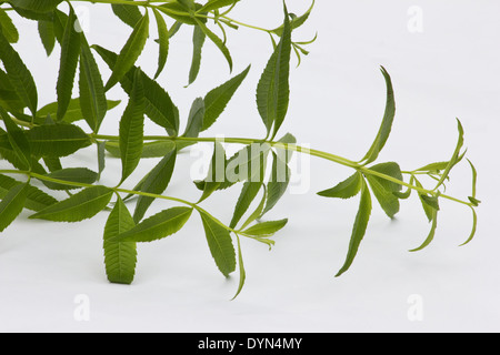 Zitronenverbene (Aloysia Citrodora) Anlage auf weißem Hintergrund Stockfoto